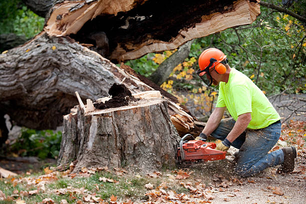 Best Tree Care Services  in Mendota, CA